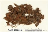 藏品(扁萼蘚屬)的圖片